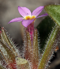 Collomia diversifolia