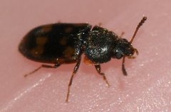 Litargus connexus