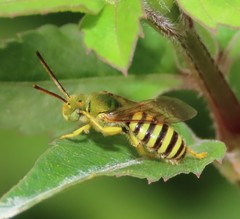 Agapostemon nasutus