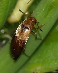 Anaspis flava