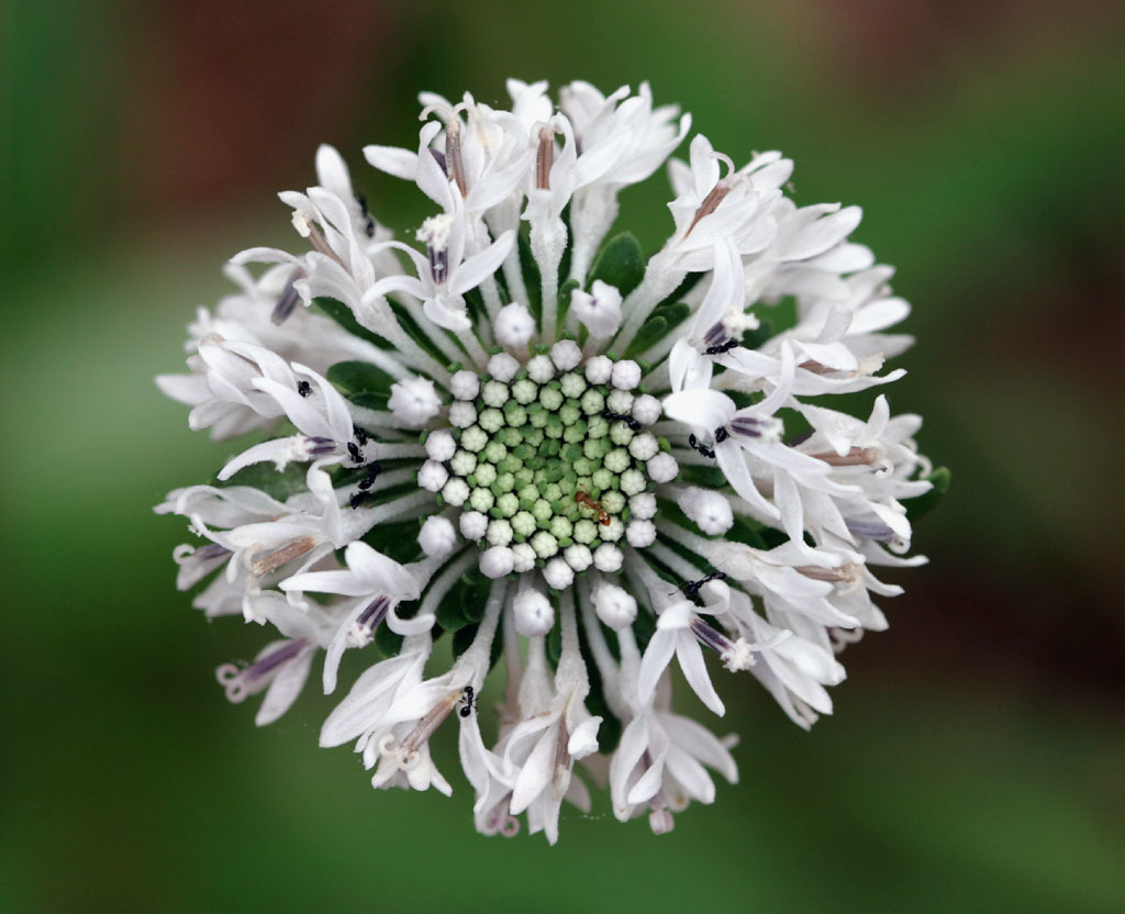 Marshallia obovata
