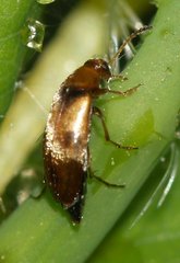 Anaspis flava