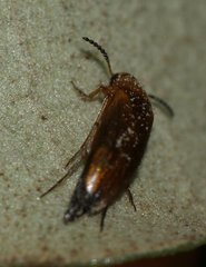 Anaspis flava