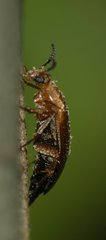 Anaspis flava
