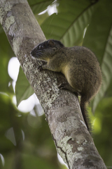 Isothrix bistriata