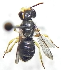 Calliopsis andreniformis