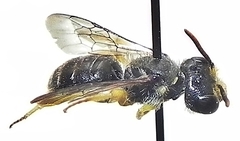 Calliopsis andreniformis