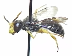 Calliopsis andreniformis