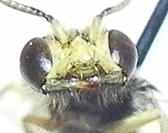 Calliopsis andreniformis