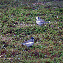 Motacilla alba lugens