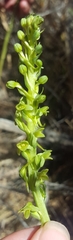 Platanthera michaelii