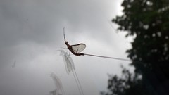 Maccaffertium terminatum placitum