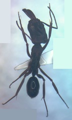 Odontomachus laticeps