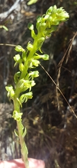Platanthera michaelii