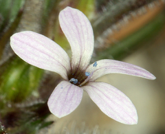 Collomia tracyi