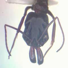 Odontomachus laticeps