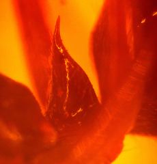 Odontomachus laticeps