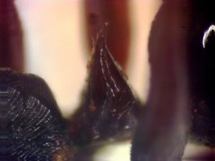 Odontomachus laticeps