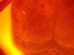 Odontomachus laticeps