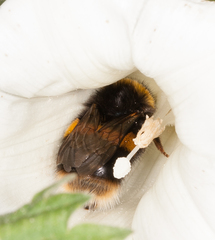 Bombus terrestris audax
