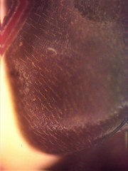 Odontomachus laticeps