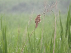 Acrocephalus orientalis