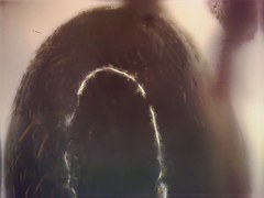 Odontomachus laticeps