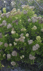 Sambucus ebulus