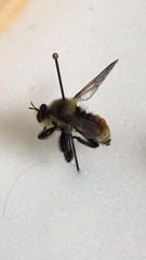 Laphria fernaldi