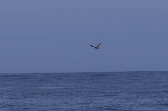 Stercorarius pomarinus