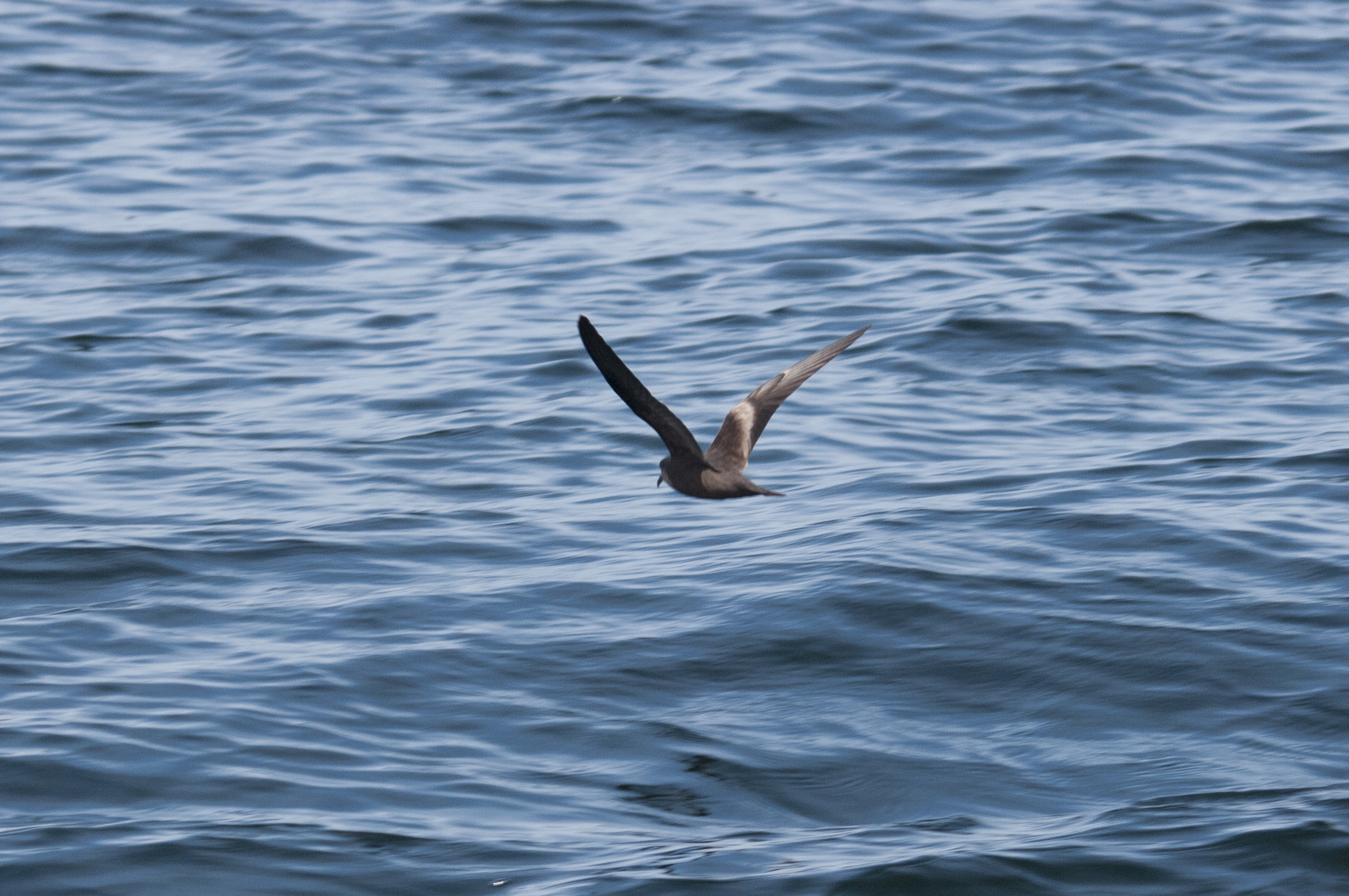 Markham's Storm-Petrel (Hydrobates markhami)