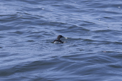 Pelecanoides garnotii