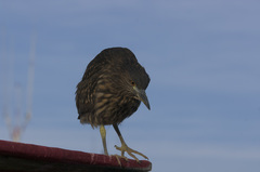 Nycticorax nycticorax