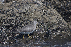 Calidris virgata
