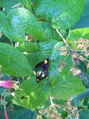 Chrysopilus thoracicus
