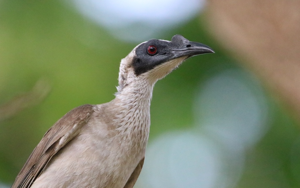 Silver-crowned Friarbird (Philemon argenticeps) photo