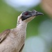 Silver-crowned Friarbird - Photo (c) Indra Bone, some rights reserved (CC BY-NC), uploaded by Indra Bone
