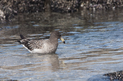 Larus belcheri