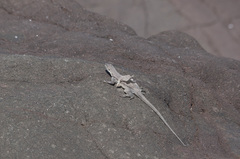 Microlophus quadrivittatus