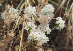 Tharsalea xanthoides