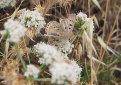 Tharsalea xanthoides