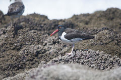 Haematopus palliatus