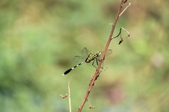 Orthetrum sabina