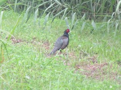 Phasianus versicolor