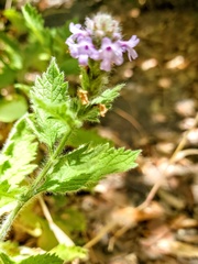 Verbena bracteata