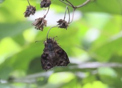 Ebrietas anacreon