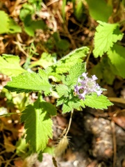 Verbena bracteata