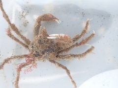 Pyromaia tuberculata