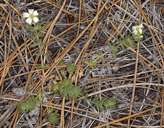 Leptosiphon nuttallii howellii