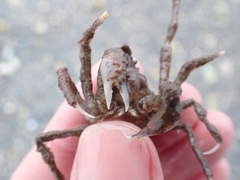 Pyromaia tuberculata